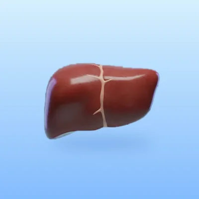 Liver
